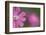 Red Campion (Silene Dioica) Flower, Liechtenstein, June 2009-Giesbers-Framed Photographic Print