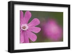 Red Campion (Silene Dioica) Flower, Liechtenstein, June 2009-Giesbers-Framed Photographic Print