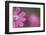 Red Campion (Silene Dioica) Flower, Liechtenstein, June 2009-Giesbers-Framed Photographic Print