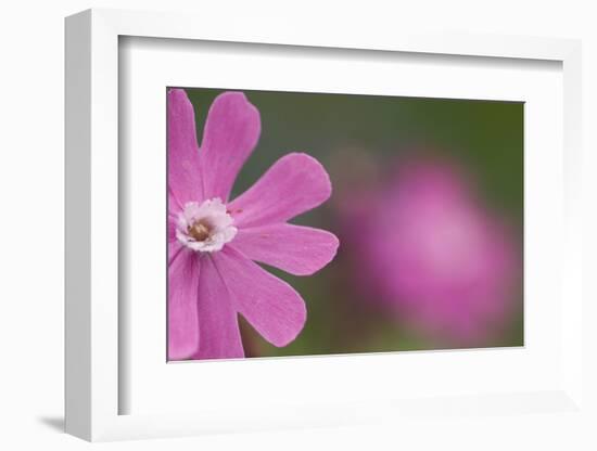 Red Campion (Silene Dioica) Flower, Liechtenstein, June 2009-Giesbers-Framed Photographic Print