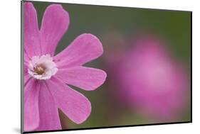 Red Campion (Silene Dioica) Flower, Liechtenstein, June 2009-Giesbers-Mounted Photographic Print