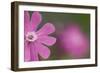 Red Campion (Silene Dioica) Flower, Liechtenstein, June 2009-Giesbers-Framed Photographic Print