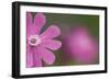 Red Campion (Silene Dioica) Flower, Liechtenstein, June 2009-Giesbers-Framed Photographic Print