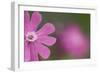 Red Campion (Silene Dioica) Flower, Liechtenstein, June 2009-Giesbers-Framed Photographic Print