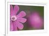 Red Campion (Silene Dioica) Flower, Liechtenstein, June 2009-Giesbers-Framed Photographic Print