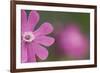 Red Campion (Silene Dioica) Flower, Liechtenstein, June 2009-Giesbers-Framed Photographic Print