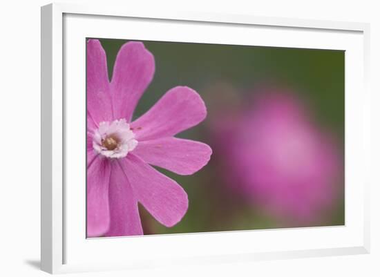 Red Campion (Silene Dioica) Flower, Liechtenstein, June 2009-Giesbers-Framed Photographic Print