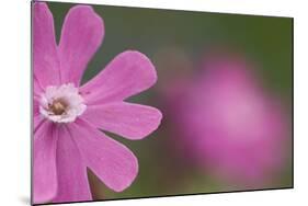 Red Campion (Silene Dioica) Flower, Liechtenstein, June 2009-Giesbers-Mounted Photographic Print