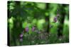 Red Campion (Silene Dioica) in Flower, Larochette, Mullerthal, Luxembourg, May 2009-Tønning-Stretched Canvas