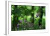 Red Campion (Silene Dioica) in Flower, Larochette, Mullerthal, Luxembourg, May 2009-Tønning-Framed Photographic Print