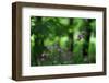 Red Campion (Silene Dioica) in Flower, Larochette, Mullerthal, Luxembourg, May 2009-Tønning-Framed Photographic Print