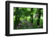 Red Campion (Silene Dioica) in Flower, Larochette, Mullerthal, Luxembourg, May 2009-Tønning-Framed Photographic Print