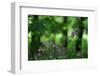 Red Campion (Silene Dioica) in Flower, Larochette, Mullerthal, Luxembourg, May 2009-Tønning-Framed Photographic Print