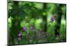 Red Campion (Silene Dioica) in Flower, Larochette, Mullerthal, Luxembourg, May 2009-Tønning-Mounted Photographic Print