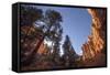Red Canyon, Dixie National Forest, Utah-Rob Sheppard-Framed Stretched Canvas
