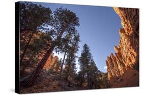 Red Canyon, Dixie National Forest, Utah-Rob Sheppard-Stretched Canvas