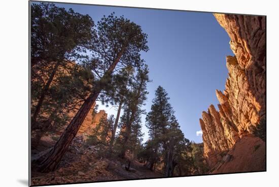 Red Canyon, Dixie National Forest, Utah-Rob Sheppard-Mounted Photographic Print