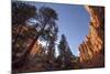 Red Canyon, Dixie National Forest, Utah-Rob Sheppard-Mounted Photographic Print