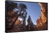 Red Canyon, Dixie National Forest, Utah-Rob Sheppard-Framed Stretched Canvas