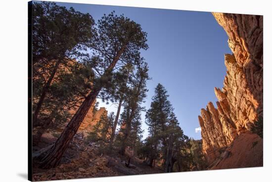 Red Canyon, Dixie National Forest, Utah-Rob Sheppard-Stretched Canvas