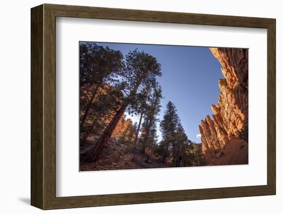 Red Canyon, Dixie National Forest, Utah-Rob Sheppard-Framed Photographic Print