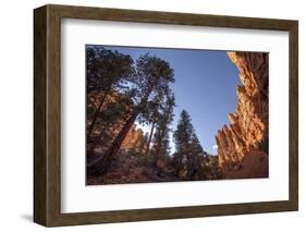 Red Canyon, Dixie National Forest, Utah-Rob Sheppard-Framed Photographic Print