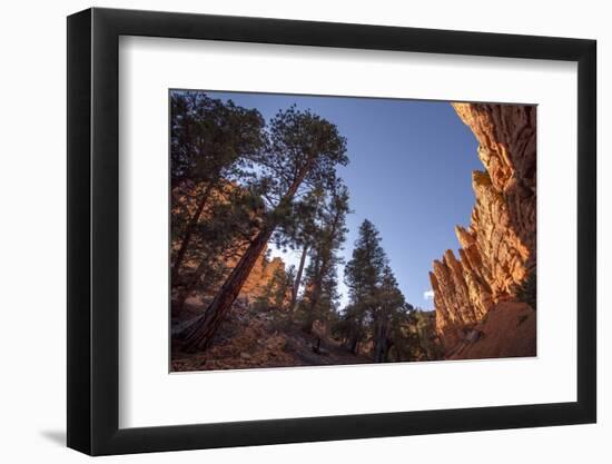 Red Canyon, Dixie National Forest, Utah-Rob Sheppard-Framed Photographic Print