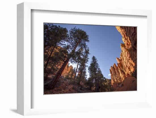 Red Canyon, Dixie National Forest, Utah-Rob Sheppard-Framed Photographic Print