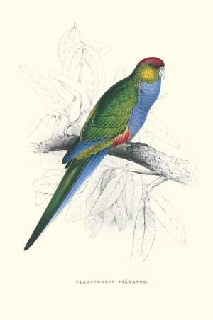 https://imgc.allpostersimages.com/img/posters/red-capped-parakeet-female-purpureicephalus-spurius_u-L-Q1I4TYL0.jpg?artPerspective=n