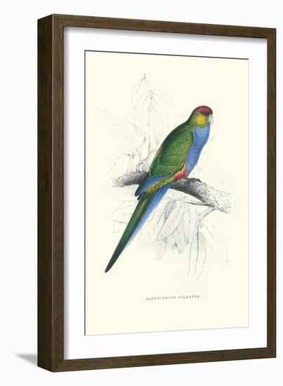 Red Capped Parakeet Female - Purpureicephalus Spurius-Edward Lear-Framed Art Print