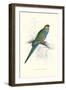 Red Capped Parakeet Female - Purpureicephalus Spurius-Edward Lear-Framed Art Print