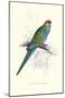 Red Capped Parakeet Female - Purpureicephalus Spurius-Edward Lear-Mounted Art Print