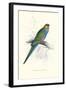 Red Capped Parakeet Female - Purpureicephalus Spurius-Edward Lear-Framed Art Print