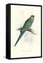 Red Capped Parakeet Female - Purpureicephalus Spurius-Edward Lear-Framed Stretched Canvas