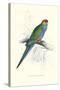 Red Capped Parakeet Female - Purpureicephalus Spurius-Edward Lear-Stretched Canvas