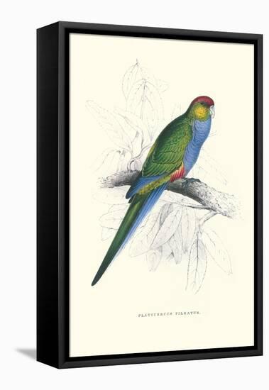 Red Capped Parakeet Female - Purpureicephalus Spurius-Edward Lear-Framed Stretched Canvas