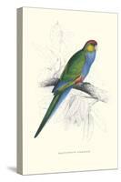 Red Capped Parakeet Female - Purpureicephalus Spurius-Edward Lear-Stretched Canvas