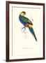 Red Capped Parakeet Male -Purpureicephalus Spurius-Edward Lear-Framed Art Print