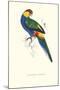 Red Capped Parakeet Male -Purpureicephalus Spurius-Edward Lear-Mounted Art Print