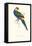 Red Capped Parakeet Male -Purpureicephalus Spurius-Edward Lear-Framed Stretched Canvas