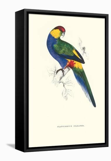 Red Capped Parakeet Male -Purpureicephalus Spurius-Edward Lear-Framed Stretched Canvas