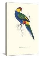 Red Capped Parakeet Male -Purpureicephalus Spurius-Edward Lear-Stretched Canvas