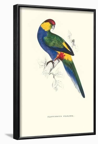 Red Capped Parakeet Male -Purpureicephalus Spurius-Edward Lear-Framed Art Print