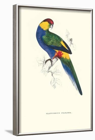 Red Capped Parakeet Male -Purpureicephalus Spurius-Edward Lear-Framed Art Print