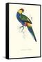 Red Capped Parakeet Male -Purpureicephalus Spurius-Edward Lear-Framed Stretched Canvas