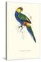 Red Capped Parakeet Male -Purpureicephalus Spurius-Edward Lear-Stretched Canvas