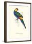 Red Capped Parakeet Male -Purpureicephalus Spurius-Edward Lear-Framed Art Print