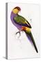 Red-Capped Parrot, Purpureicephalus Spurius-Edward Lear-Stretched Canvas