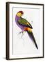 Red-Capped Parrot, Purpureicephalus Spurius-Edward Lear-Framed Giclee Print