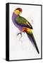 Red-Capped Parrot, Purpureicephalus Spurius-Edward Lear-Framed Stretched Canvas